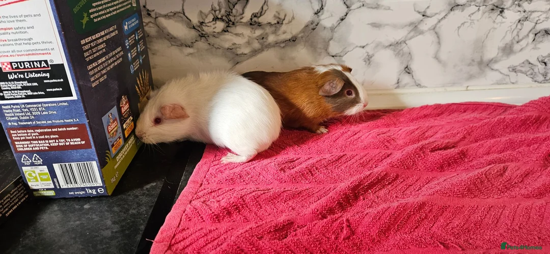 Guinea Pig rodents for sale: 2 pairs of brothers  - Advert 2