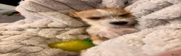 Mixed Breed dogs for sale: Petite girl looking for forever home  in Darlington - Advert 10