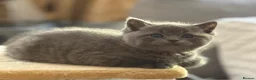 British Shorthair cats for sale: British shorthair kittens  - Advert 5