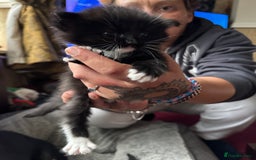 Ragdoll cats for sale: 2 Ragdoll cross Siberian  - Image 12