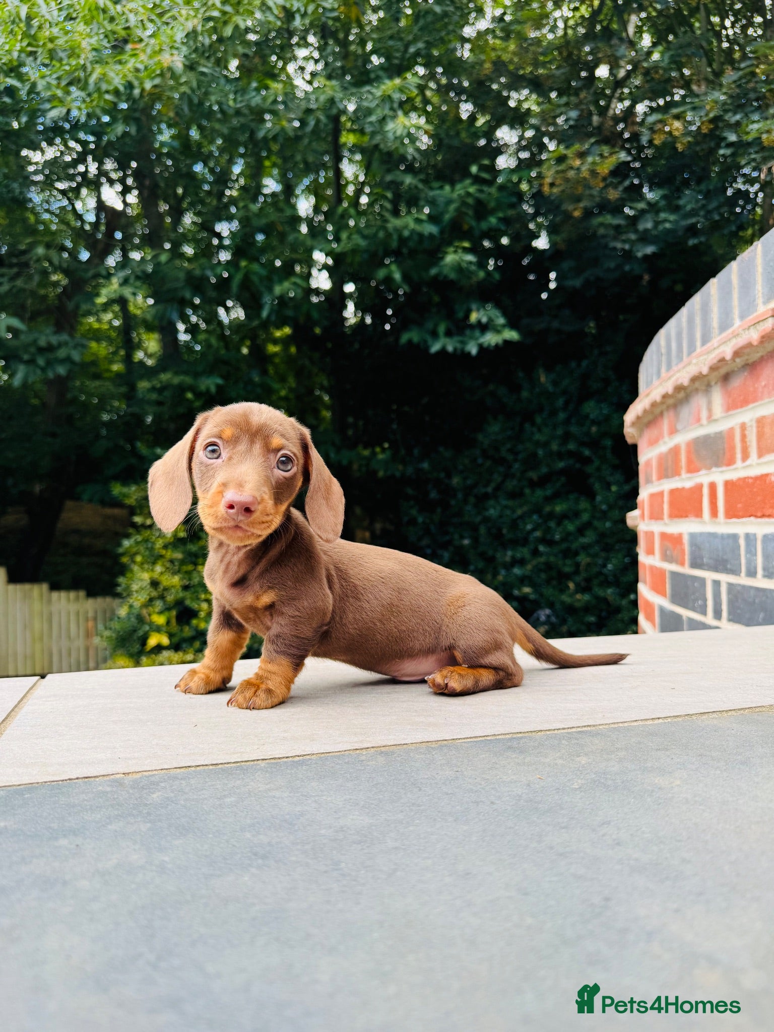 Miniature Dachshund dogs Ready now. KC. PRA Clear. Mini Dachshunds.Stunning - Advert 8