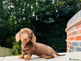 Miniature Dachshund dogs Ready now. KC. PRA Clear. Mini Dachshunds.Stunning - Advert 8