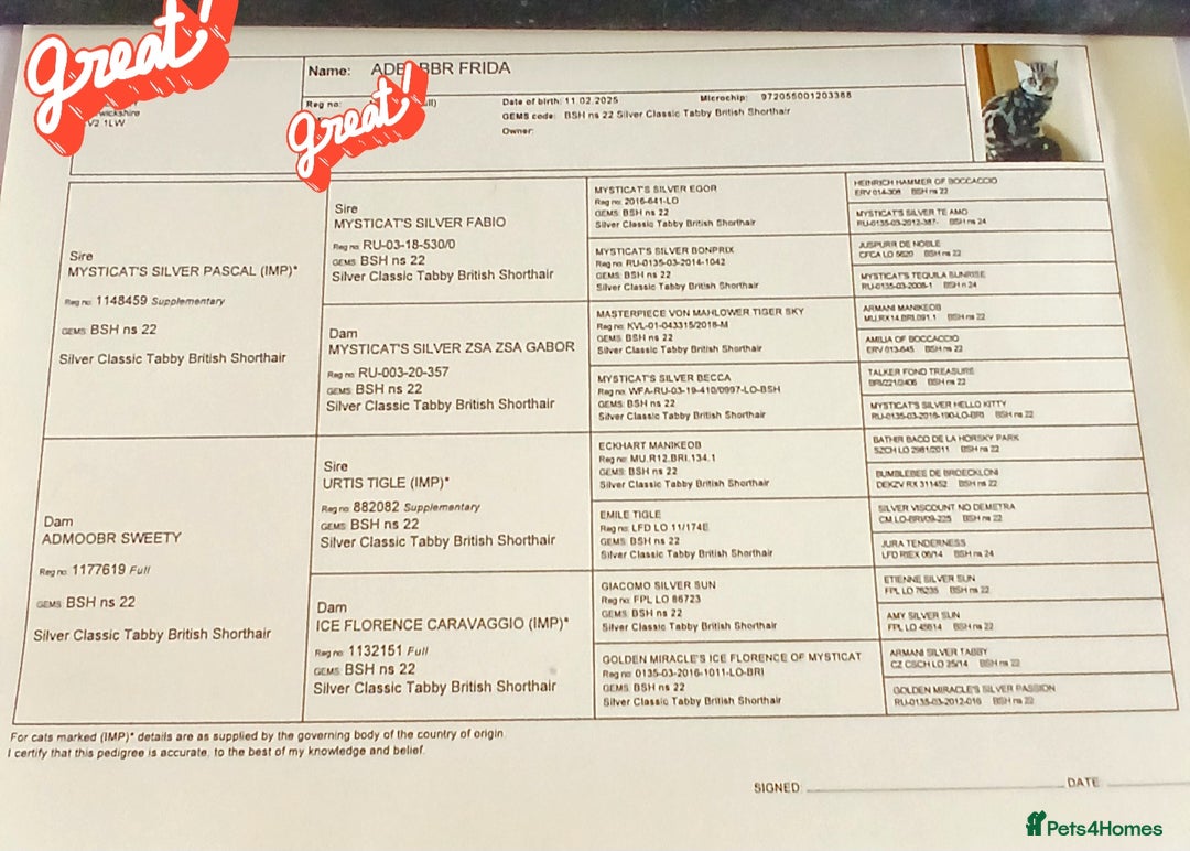 British Shorthair cats for sale: Bsh.  Silver Classic Tabby.Active.  - Advert 4