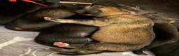 German Shepherd dogs for sale: 3month and 19 days girl puppy german shepherd - Advert 2