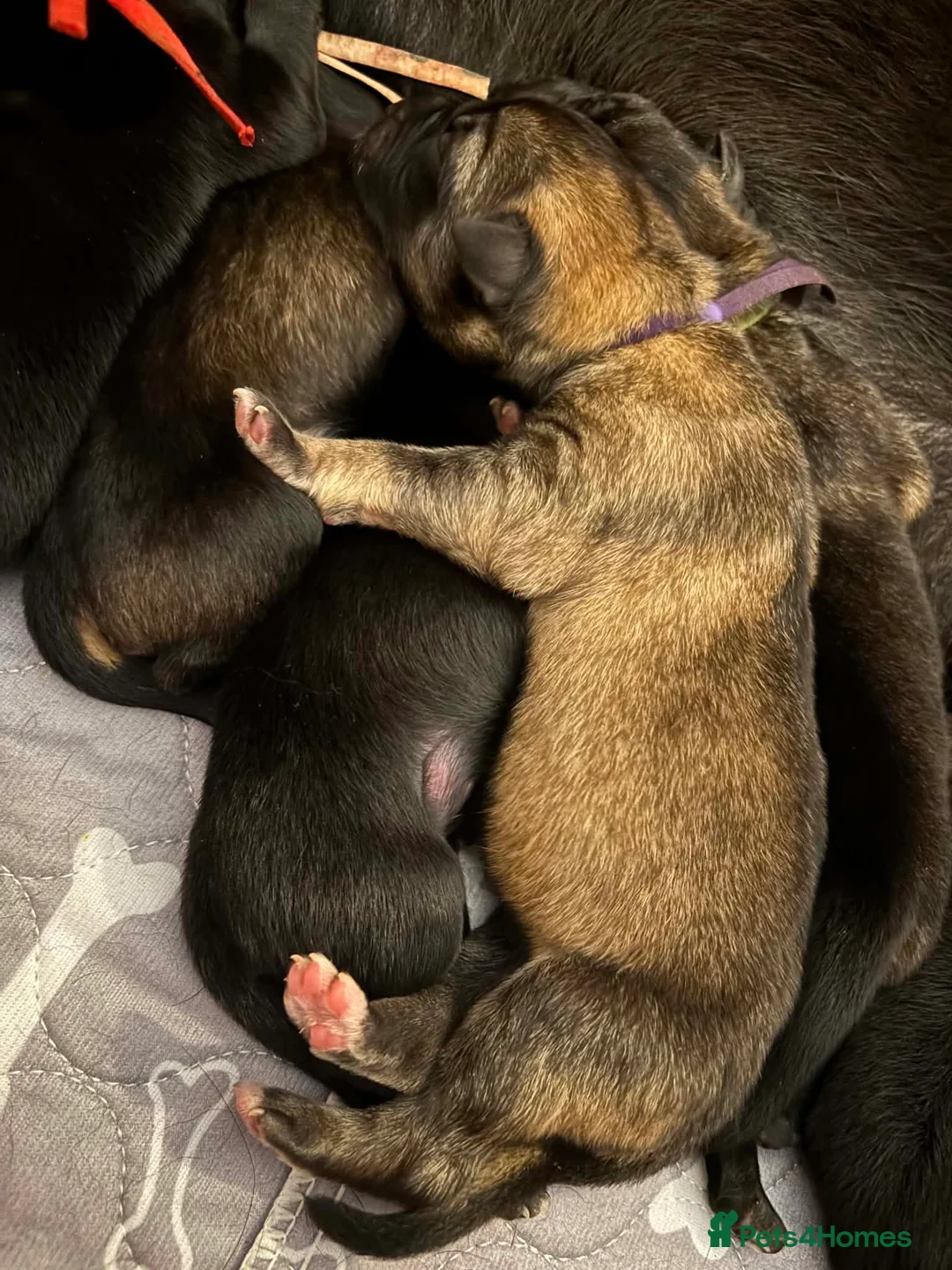 German Shepherd dogs for sale: 3month and 19 days girl puppy german shepherd - Advert 2