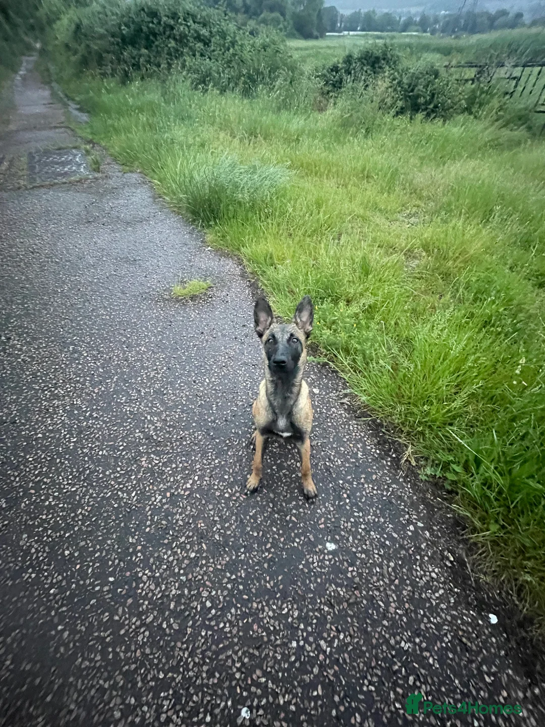Belgian Shepherd Dog dogs for sale: 6 month old Belgian Malinois Bitch - Advert 1