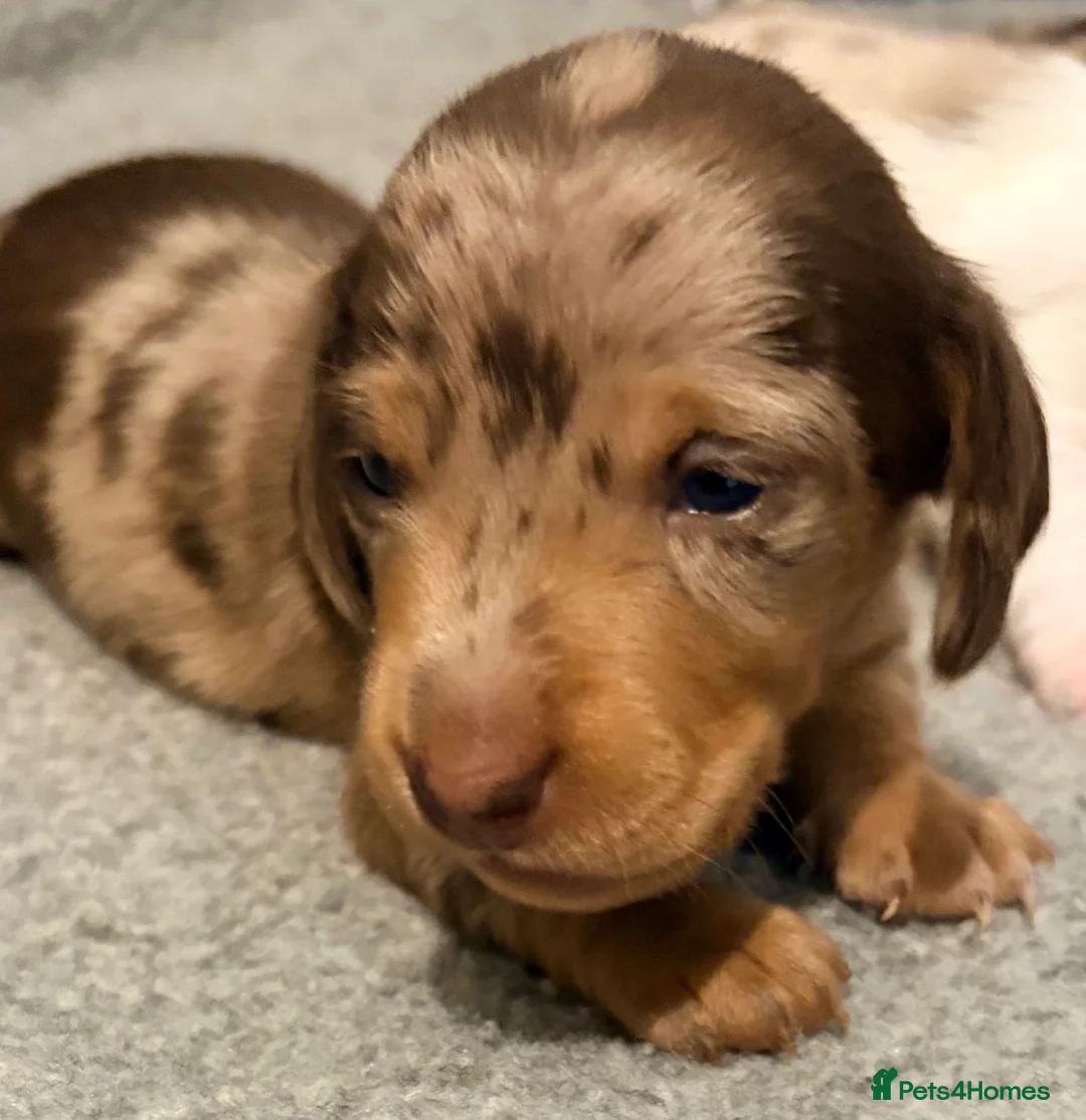 Miniature Dachshund dogs for sale: Outstanding miniature dapple dachshund puppies - Advert 5
