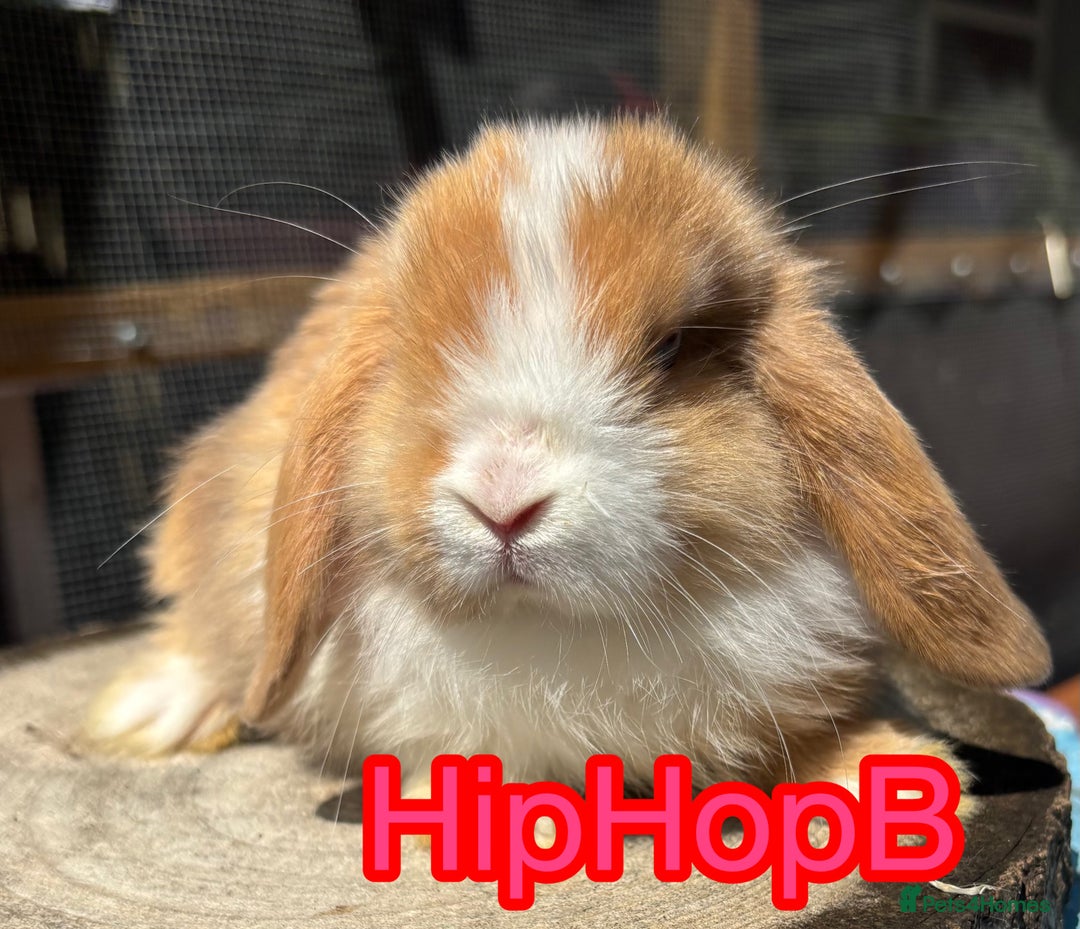 Mini Lop rabbits for sale: Pure bred PEDIGREED mini lops  - Image 7