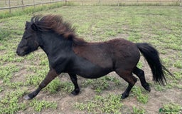 Miniature horses for sale: Stunning Miniature Shetlands - Image 1