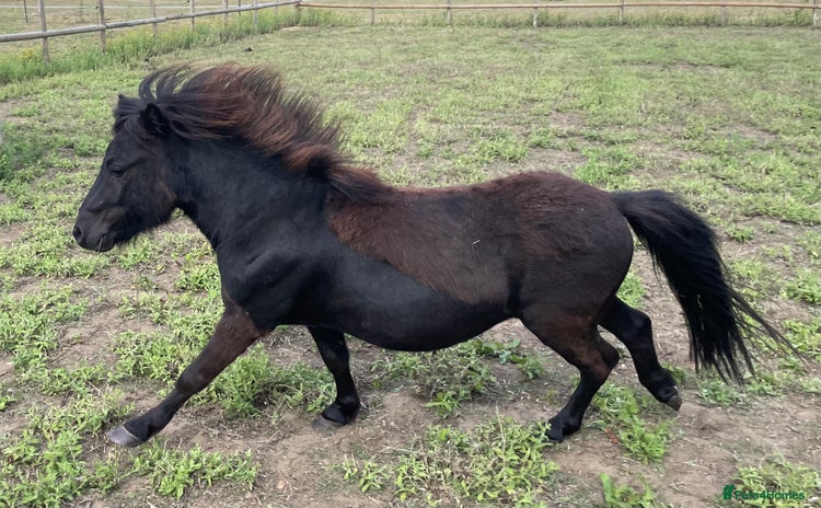 Miniature horses - Advert 1