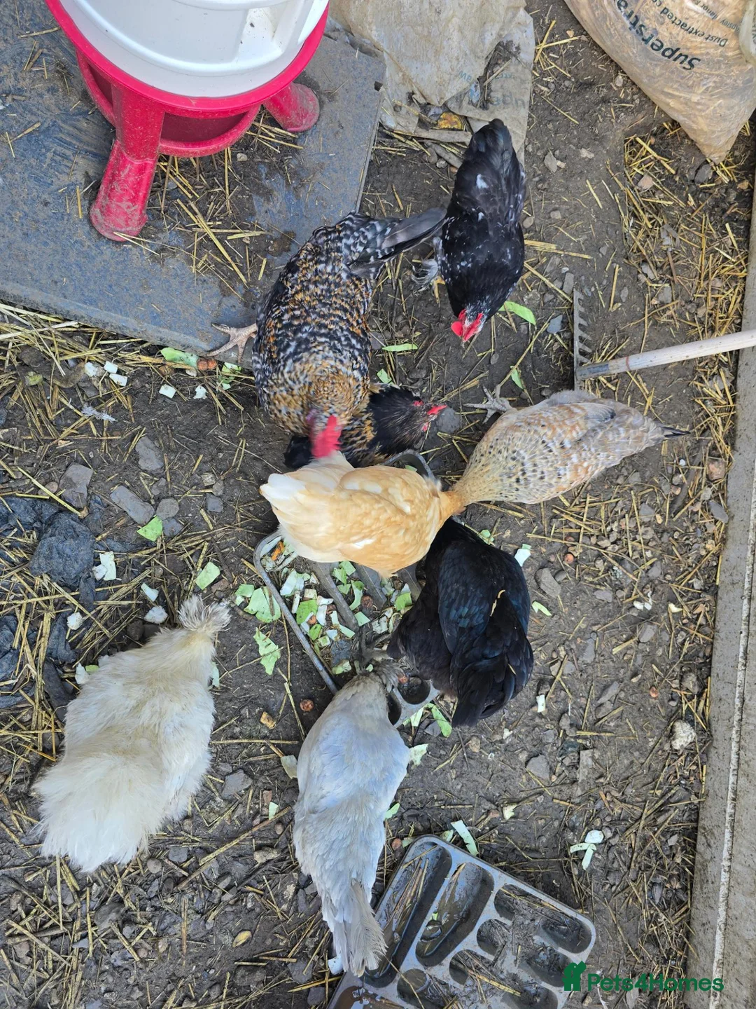 Chickens poultry for sale: Urgent Rehoming: 5 Hens  3 Roosters Milton Keynes  in Milton Keynes - Advert 1