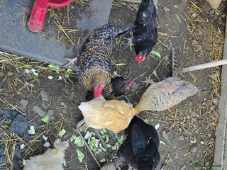 Chickens poultry Urgent Rehoming: 5 Hens 3 Roosters Milton Keynes - Advert 12