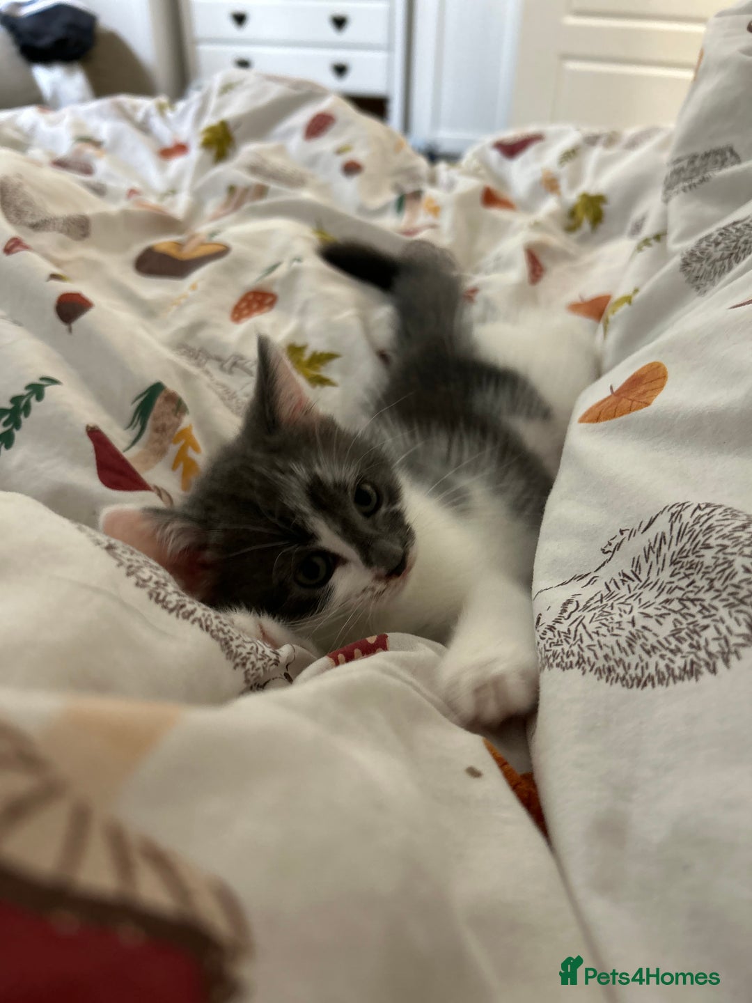 Mixed Breed cats for sale: 2 ragdoll mixes for sale - Image 4