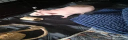Guinea Pig rodents for sale: Skinny pigs  in Wallsend - Advert 3