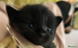 Norwegian Forest Cat cats for sale: Norwegian forest x kittens - Image 10