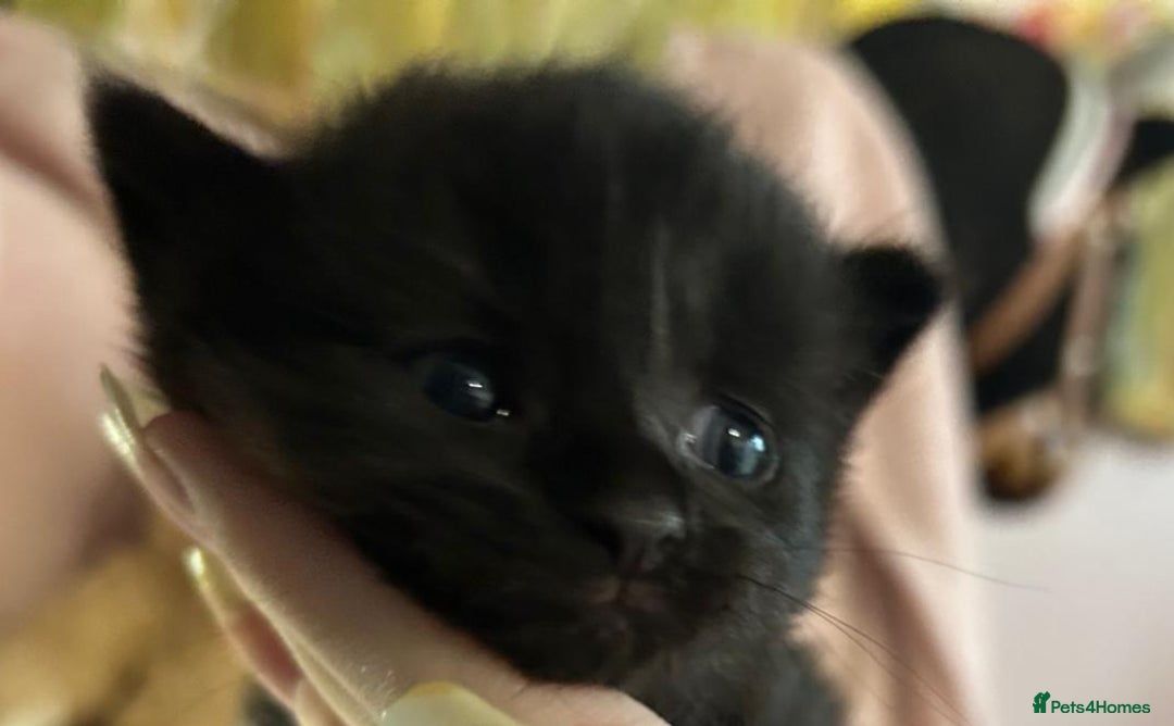 Norwegian Forest Cat cats for sale: Norwegian forest x kittens - Image 10