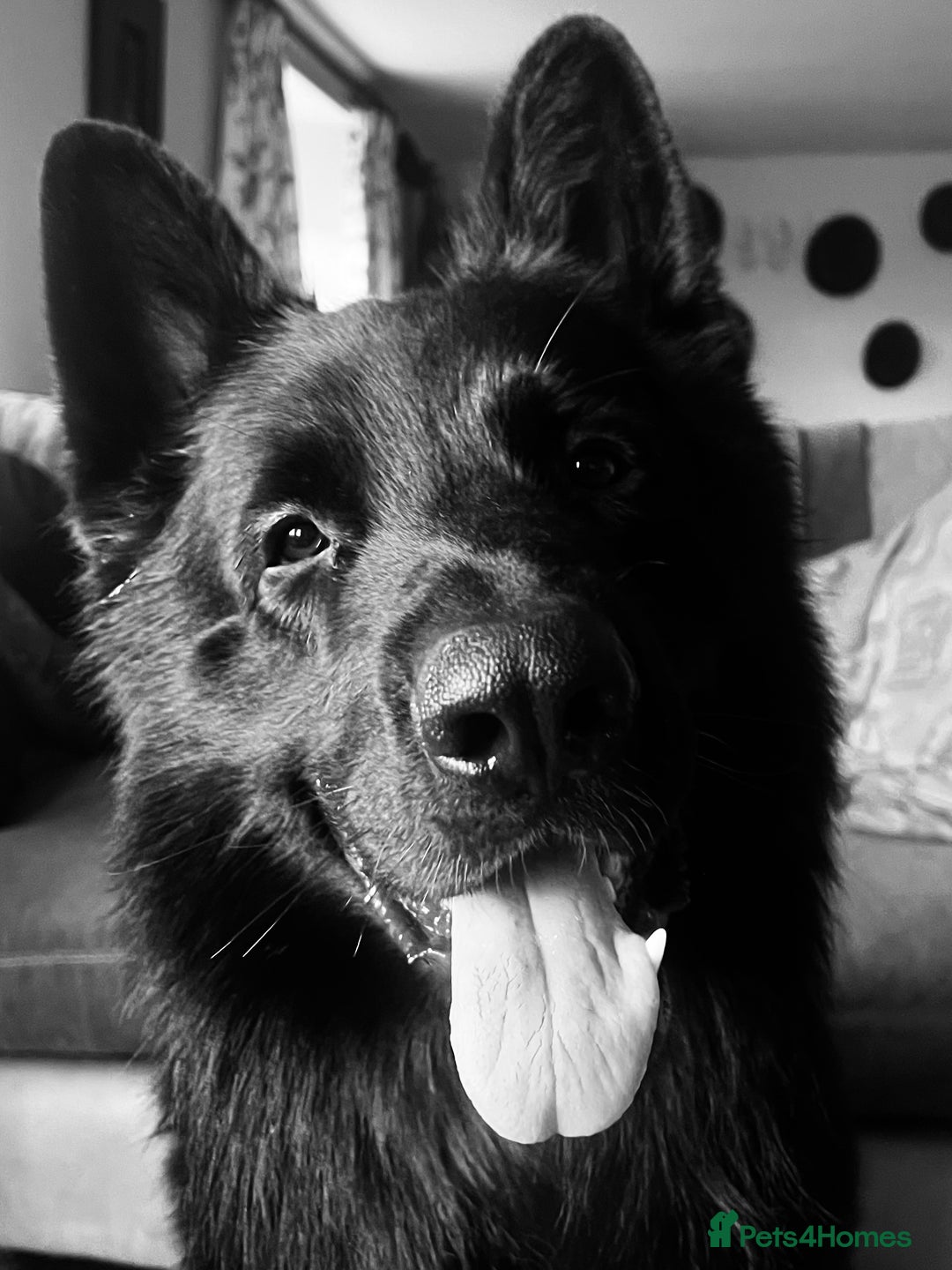 German Shepherd dogs for sale: Black German shepherd  - Advert 4