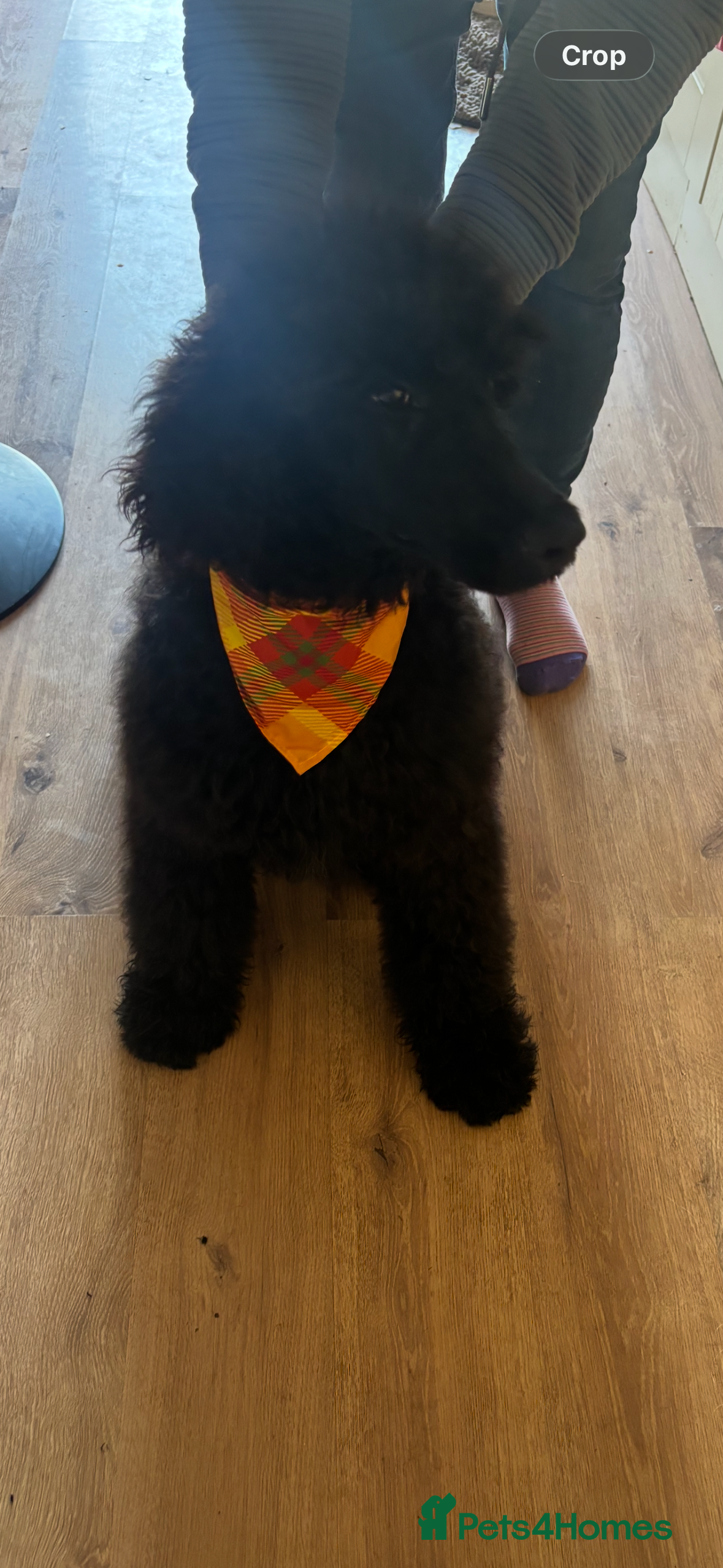 Standard Poodle dogs Kc Registered Standard Poodle Boys - Advert 6