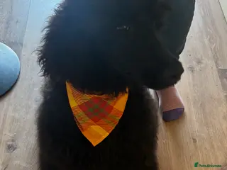 Standard Poodle dogs Kc Registered Standard Poodle Boys - Advert 6