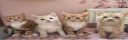 Maine Coon cats for sale: X MAINE COON  - Advert 9