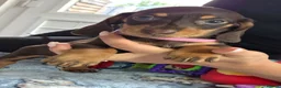 Miniature Dachshund dogs for sale: Miniature Dachshund - Advert 12