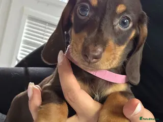 Miniature Dachshund dogs Kc Miniature Dachshund - Advert 15