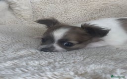 Chihuahua dogs for sale: 2 chihuahua boys left  - Image 5