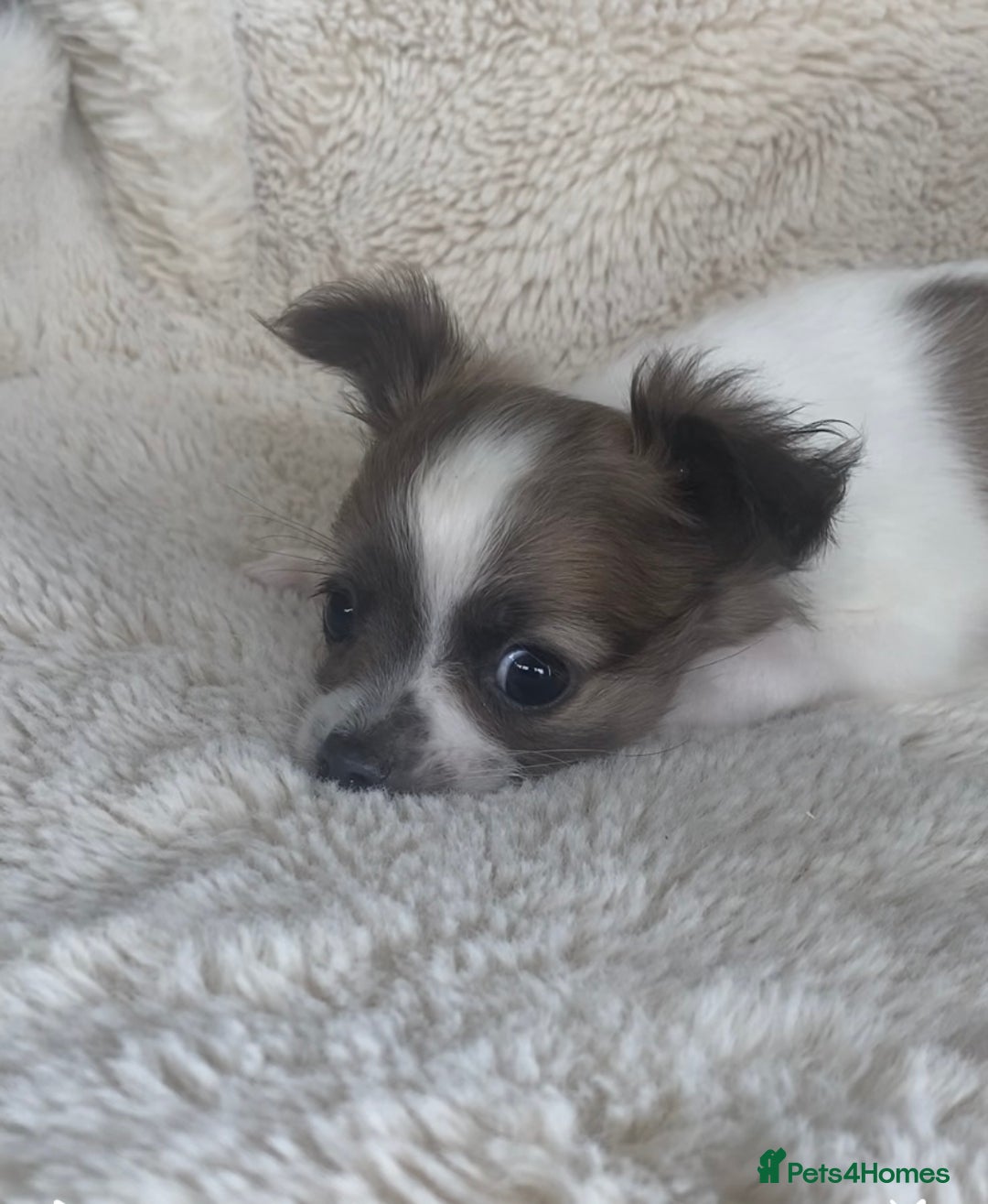 Chihuahua dogs for sale: 2 chihuahua boys left  - Image 5