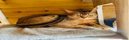 Abyssinian cats for sale: 💕💕💕Loving Abyssinian Boy Looking for New Home - Advert 3