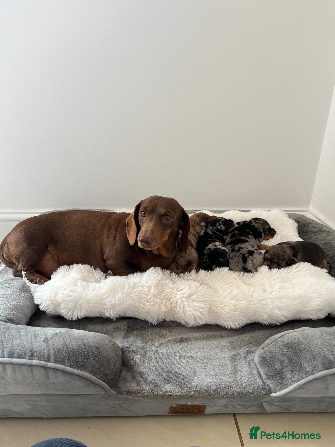 Miniature Dachshund dogs for sale: Miniature smooth haired Dachshund puppies  - Image 5