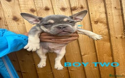 French Bulldog dogs for sale: French Bulldog Puppies - Image 10