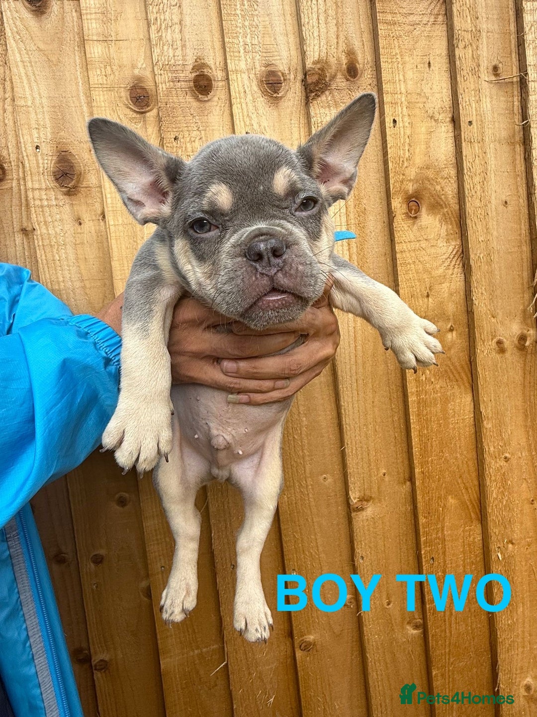 French Bulldog dogs for sale: French Bulldog Puppies - Image 10