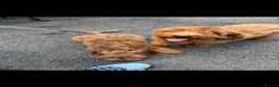 Cockapoo dogs for sale: Cockapoo puppy’s for sale  in Abertillery - Advert 18