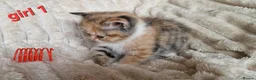 Exotic cats for sale: 4 beautiful exotic x kittens - Advert 20