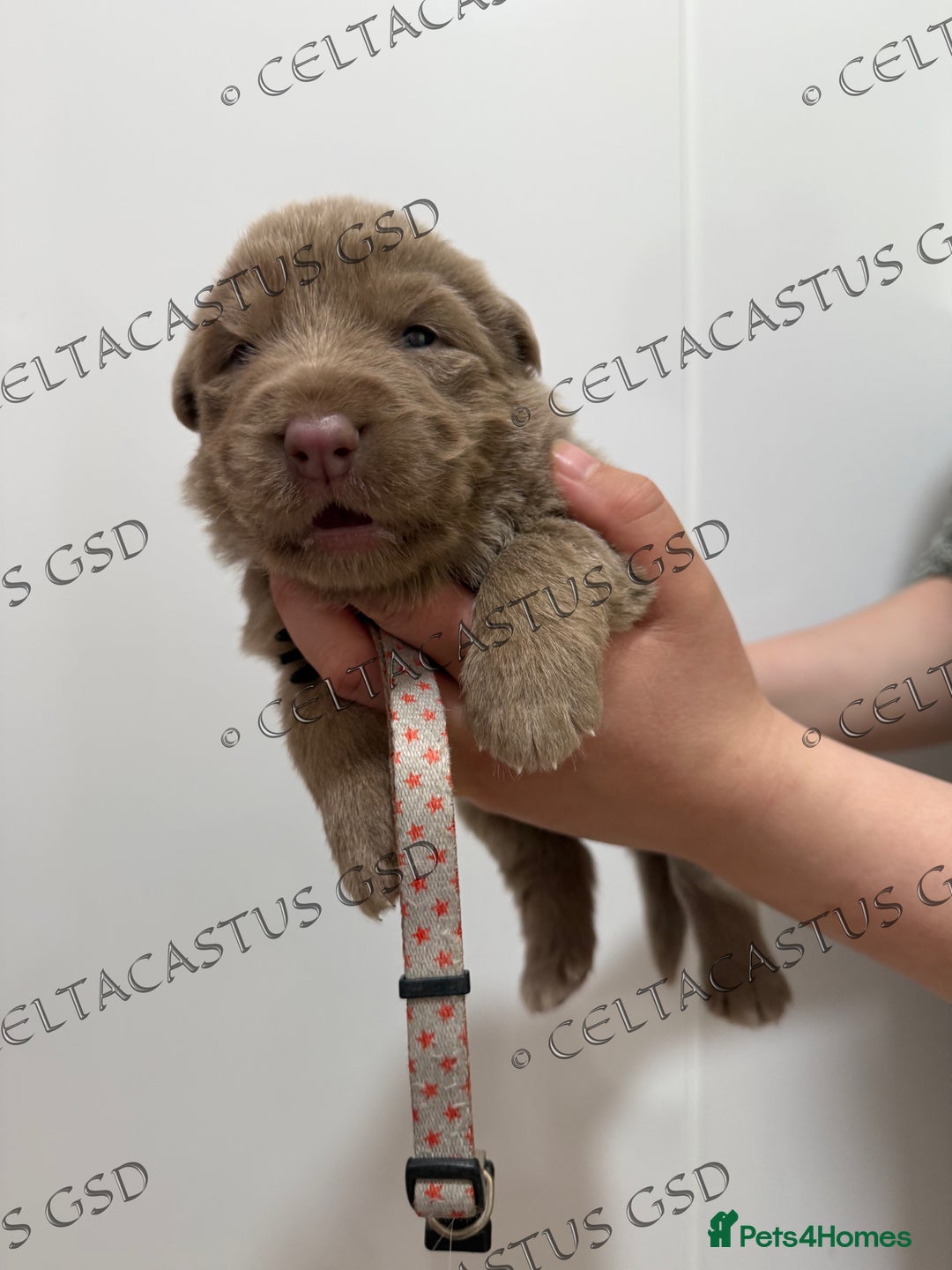 German Shepherd dogs for sale: Kcreg Isabella German shepherd pups  - Image 5
