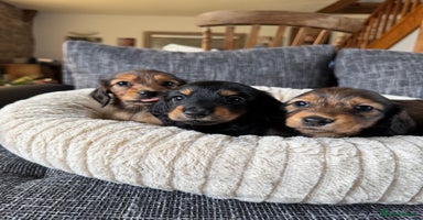 Miniature Dachshund dogs - Advert 15