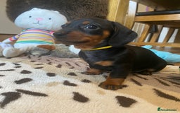 Miniature Dachshund dogs for sale: 🐶 READY NOW 🐶 REDUCED⭐️ - Image 19