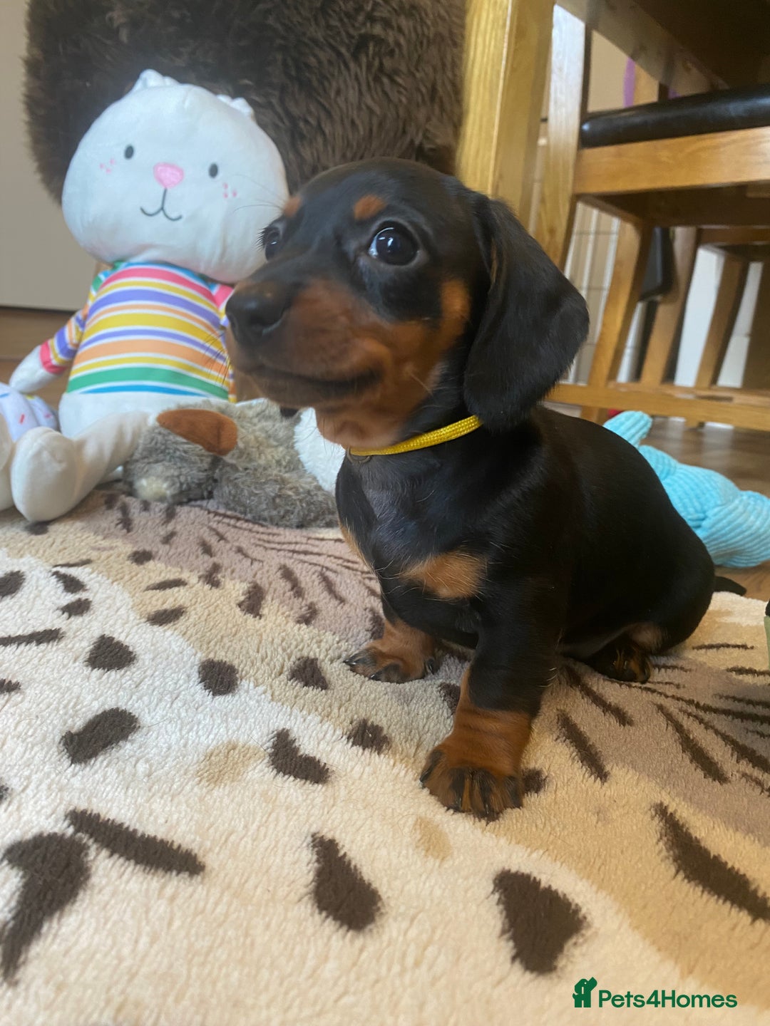 Miniature Dachshund dogs for sale: 🐶 READY NOW 🐶 REDUCED⭐️ - Image 19