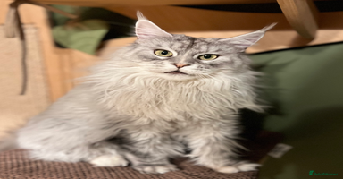 Maine Coon cats - Advert 4