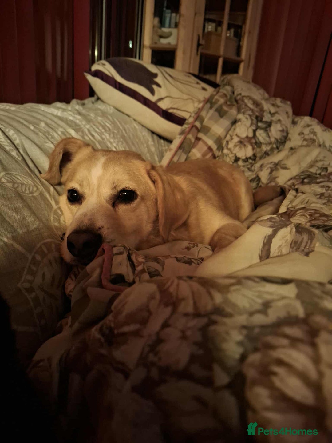 Mixed Breed dogs for adoption: Beloved Bailey - Advert 2