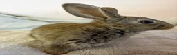Mixed Breed rabbits for sale: Lionhead cross bunnies ready to go  - Advert 11