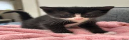 Mixed Breed cats for sale: Tabby x Bombay Kittens  - Advert 5