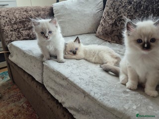 Ragdoll cats - Advert 5