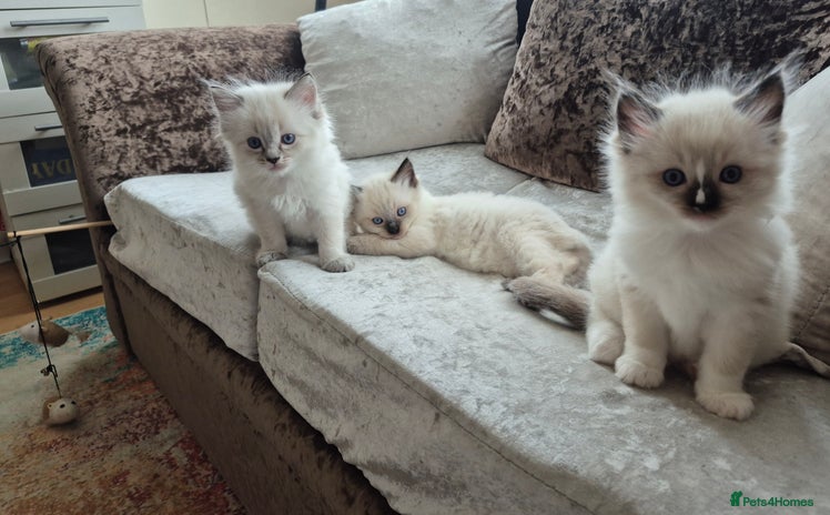 Ragdoll cats - Advert 5