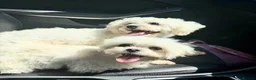 Bichon Frise dogs for sale: Precious - Advert 4