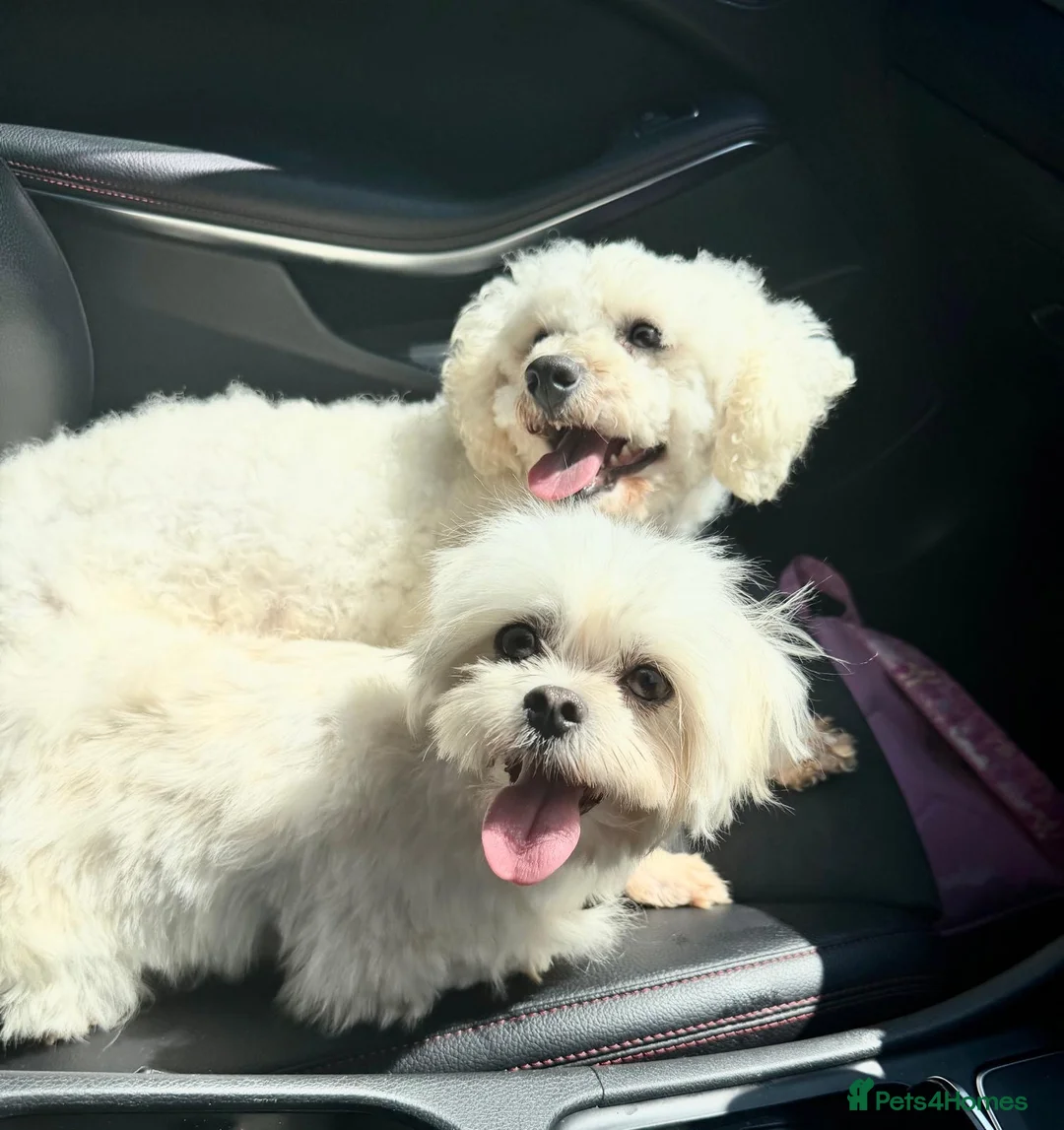 Bichon Frise dogs for sale: Precious - Advert 4