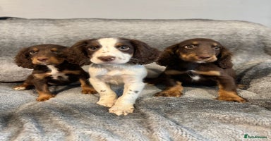 Cocker Spaniel dogs - Advert 12