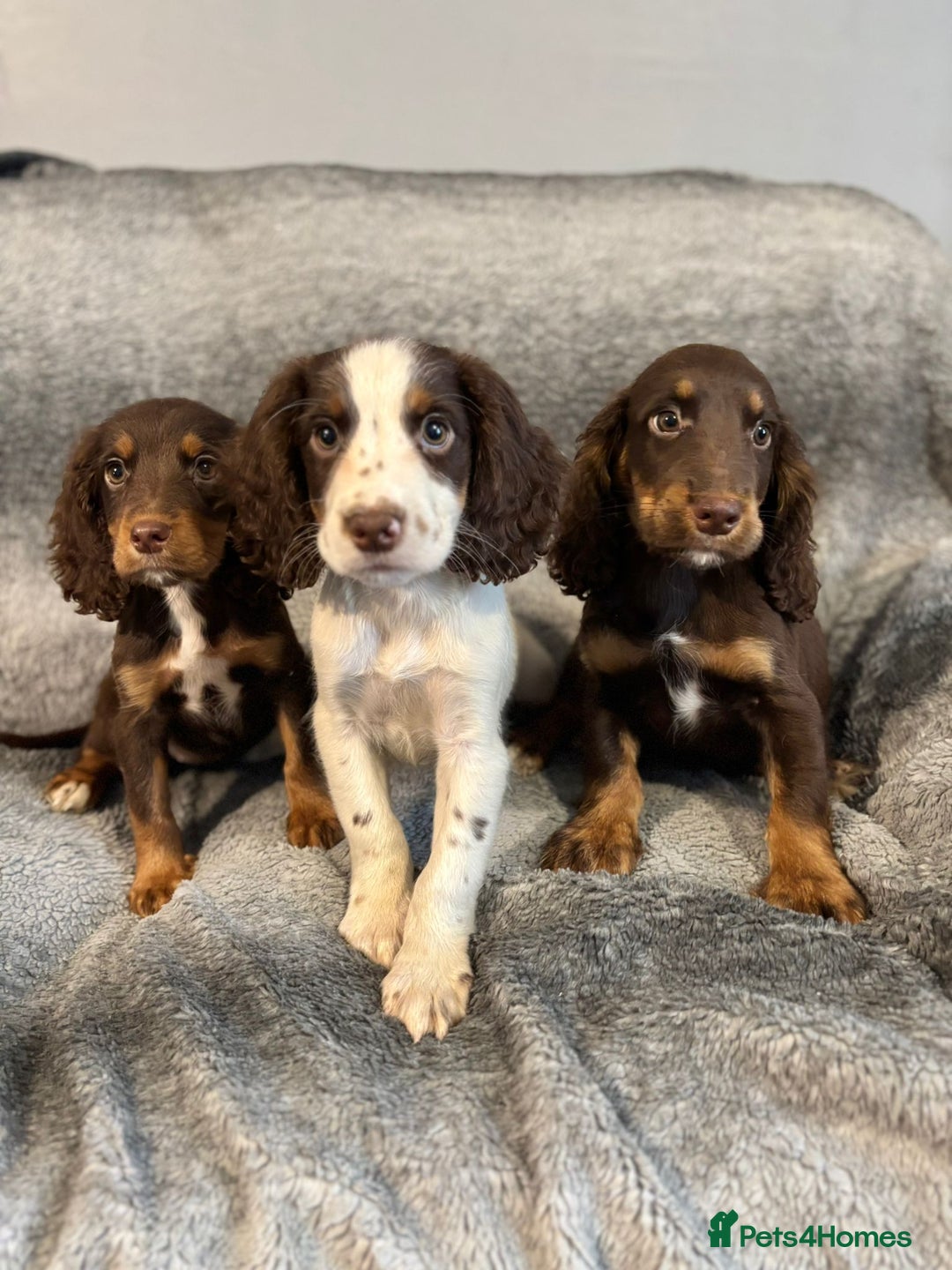Cocker Spaniel dogs for sale: Cocker Spaniels Ready Now, Fully Vaccinated - Image 2