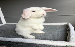 Mini Lop rabbits for sale: Stunning mini lops  - Image 10