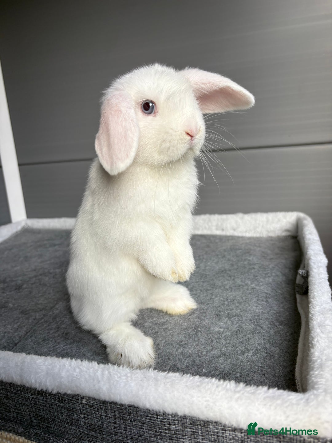 Mini Lop rabbits for sale: Stunning mini lops  - Image 10
